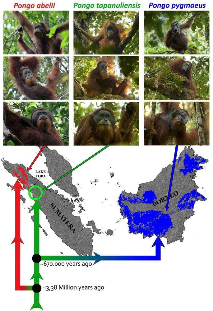 Persamaan dan perbedaan orangutan tapanuli dengan orangutan kalimantan dan orangutan sumatera. Foto dok. di batangtoru.org
