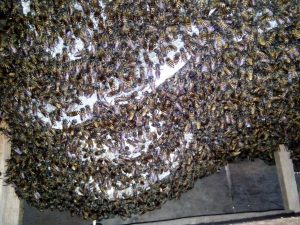 Sarang lebah madu milik bapak Asmandi. Foto Monga.id/ IST