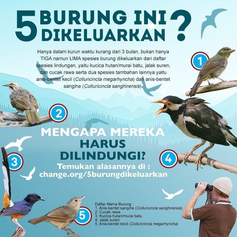 Mirisnya Nasibmu Lima Jenis Burung, Dulu Dilindungi tetapi Kini Dikeluarkan