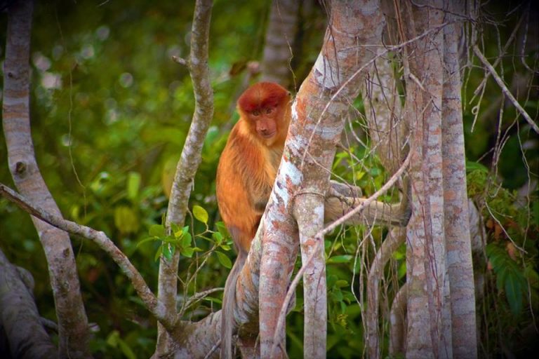 “cerpen” Perkenalkan Namaku Bekantan Satwa Endemik Kalimantan Monga