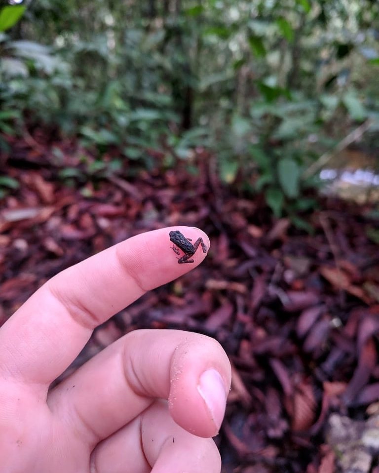 Peneliti Berjumpa dengan Katak Kecil Nan Imut-imut di Gunung Palung