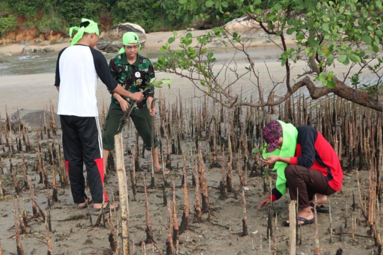 Rayakan Hari Hutan Hujan Sedunia, Tanam Ratusan Bibit Mangrove di Pantai Pasir Mayang