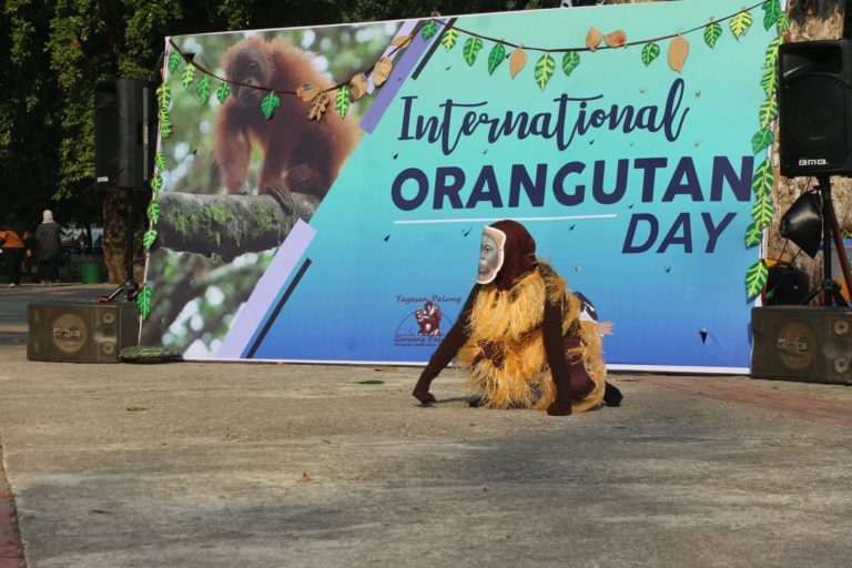 Hari Orangutan Internasional 2019: Yayasan Palung Bersama Para Relawan Lakukan Ragam Kegiatan, Ajakan untuk Peduli Terhadap Nasib Orangutan