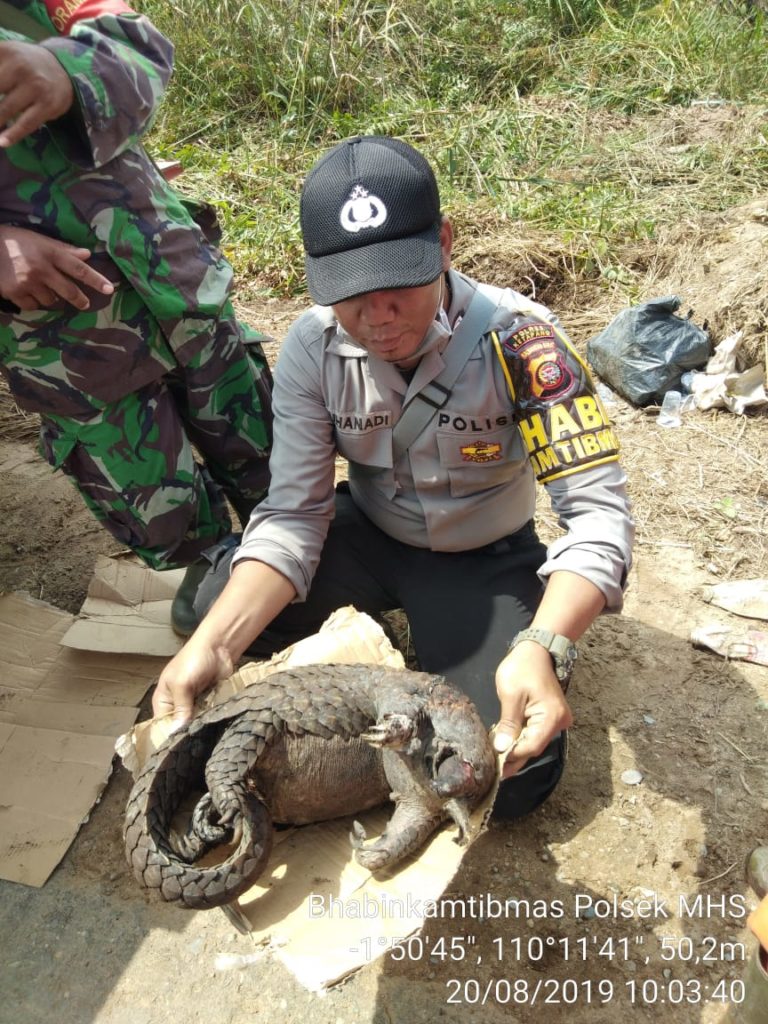 Mengalami Nasib Tragis, Si Manis Ditemukan Mati di Lokasi Karhutla