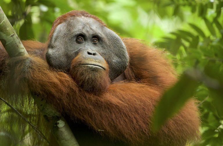 Ini Cara Mengukur Suhu Tubuh Orangutan Tanpa Harus Bersentuhan Langsung