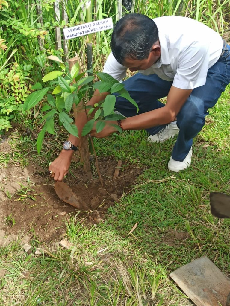 Pemda Ketapang Tanam Pohon di Beberapa Ruas Jalan