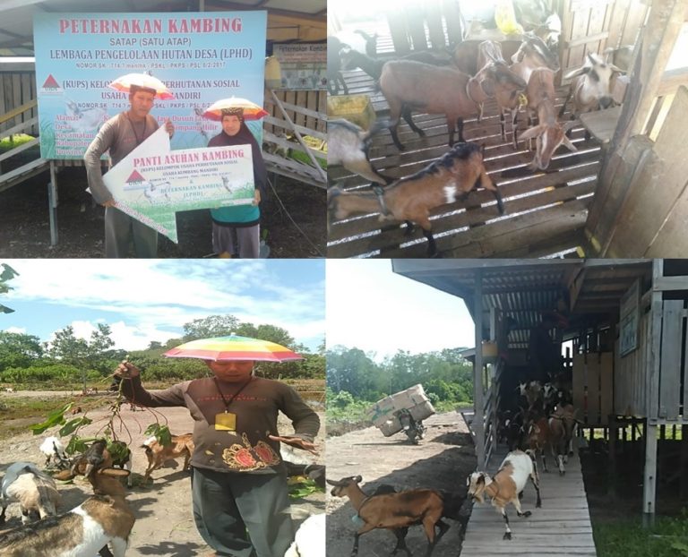 Cerita Panti Asuhan Kambing di Sekitar Hutan Desa