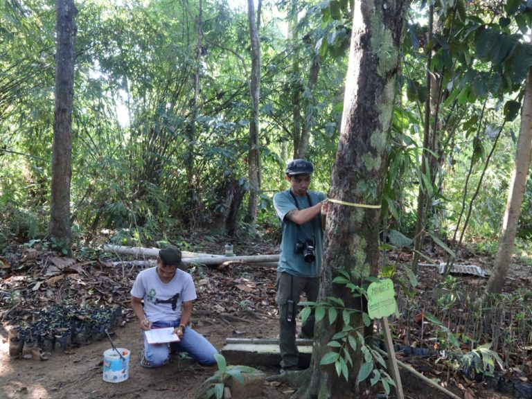 Berikut Jenis Pohon dan Kandungan Karbon yang Ada di Pusat Pendidikan Lingkungan Yayasan Palung