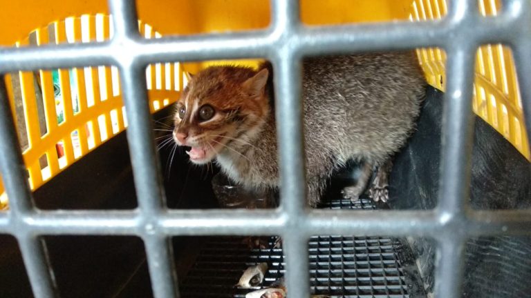 Sempat Dipelihara Warga Hampir Sepekan, Akhirnya Seekor Kucing Hutan Diselamatkan﻿