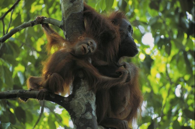 Ternyata Ini Alasan Mengapa Kita Harus Belajar Tentang Orangutan﻿