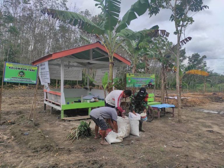 ﻿Babinsa Ratu Elok Kodim 1203/Ktp, Bantu Petani Tabur Pupuk