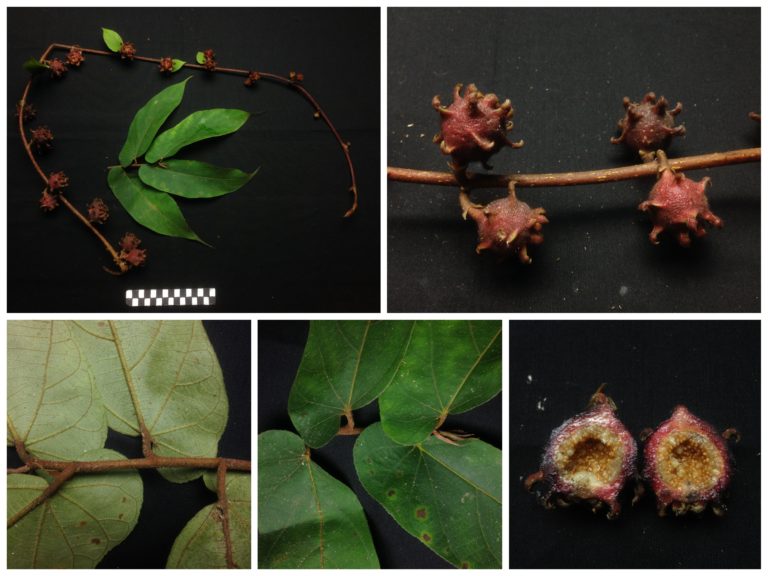 ﻿Ficus Sebagai Spesies Kunci Dalam Ekosistem