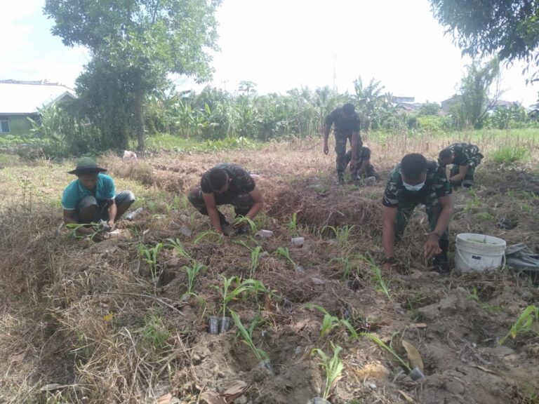 Tingkatkan Ketahanan Pangan, Babinsa Kodim 1203/Ktp Bantu Petani Tanam Jagung.