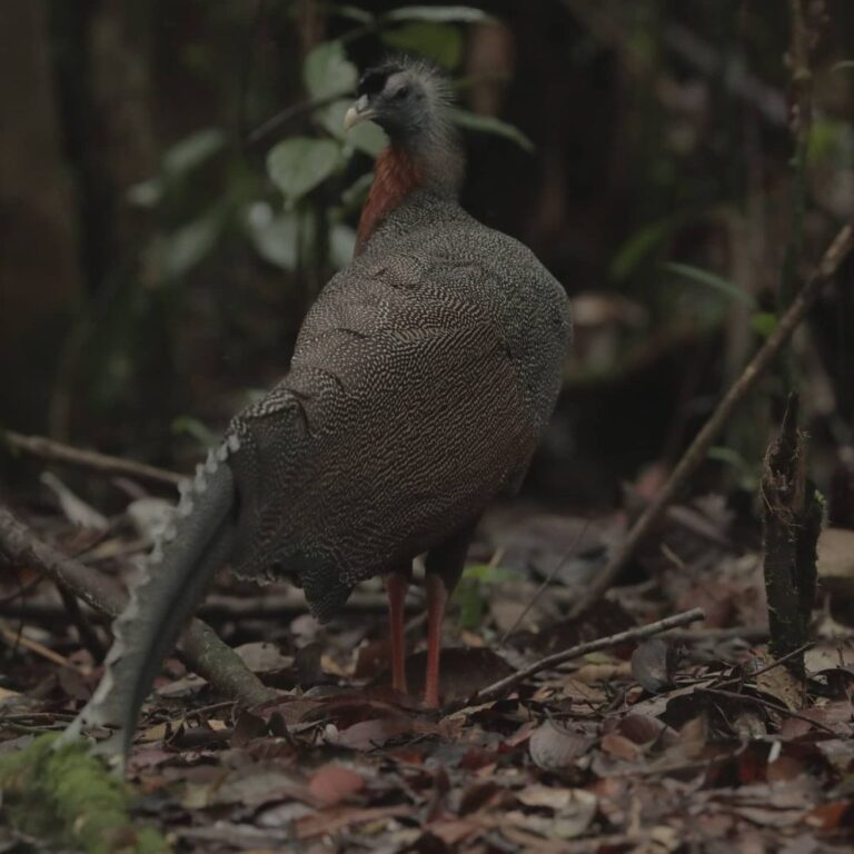 Berjumpa dengan Burung Ruai di Taman Nasional Gunung Palung
