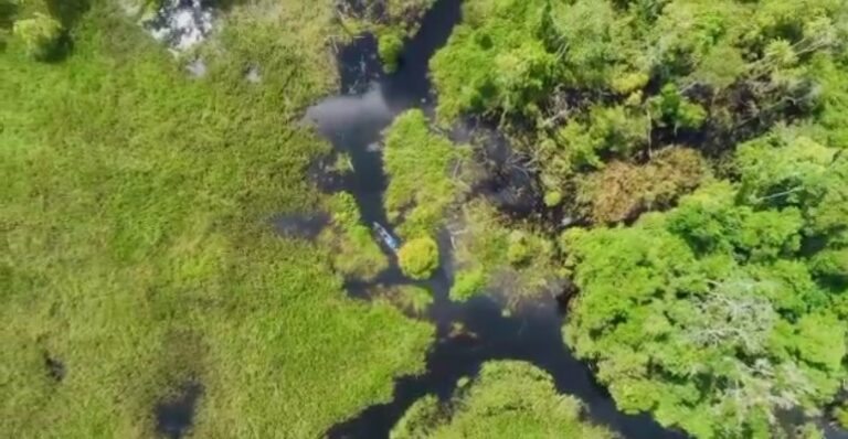 Pemandangan Menarik di Hutan Desa Padu Banjar