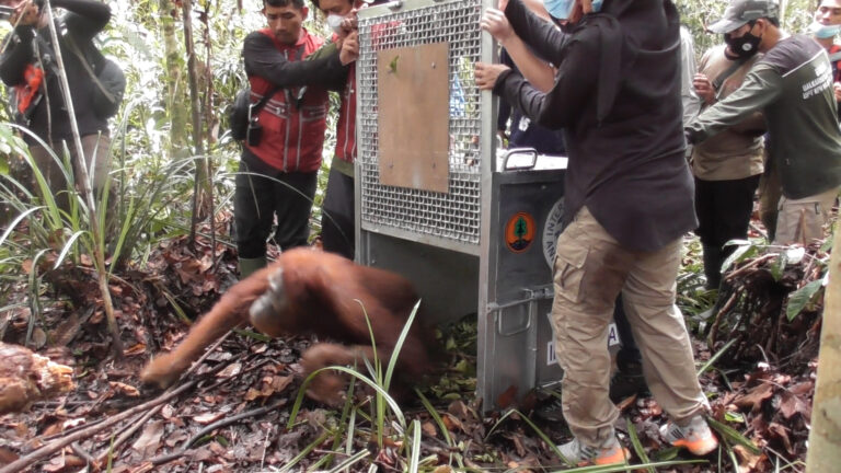 Pelepasliaran Orangutan Kumbang di Hutan Lindung Sungai Paduan