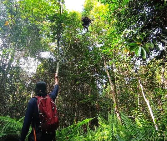 Saat patroli bersama di Hutan Desa Penjalaan, berjumpa dengan sarang orangutan. Foto : Istimewa/Yayasan Palung