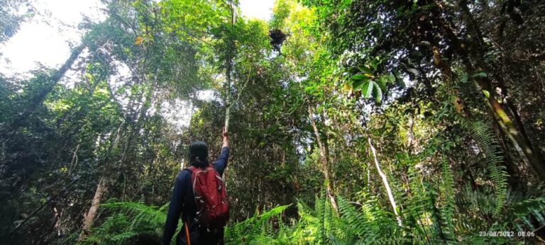 Saat patroli bersama di Hutan Desa Penjalaan, berjumpa dengan sarang orangutan. Foto : Istimewa/Yayasan Palung