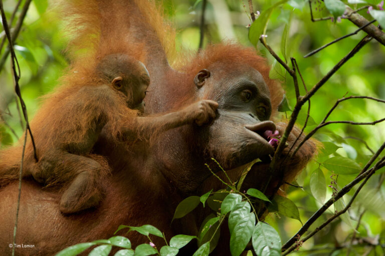Induk Orangutan Pengasuh yang Baik bagi Anaknya