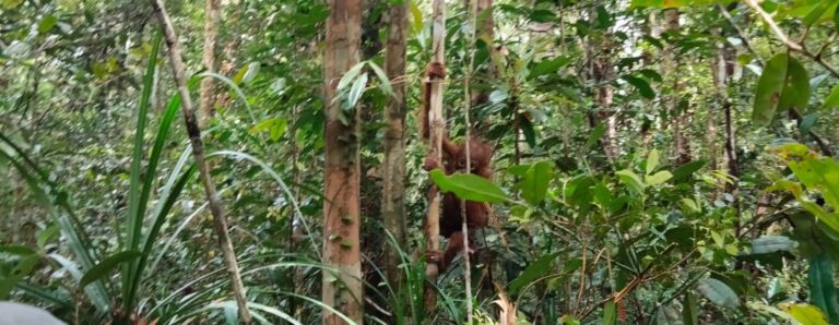 Berjumpa dengan Anak Orangutan di Hutan Desa