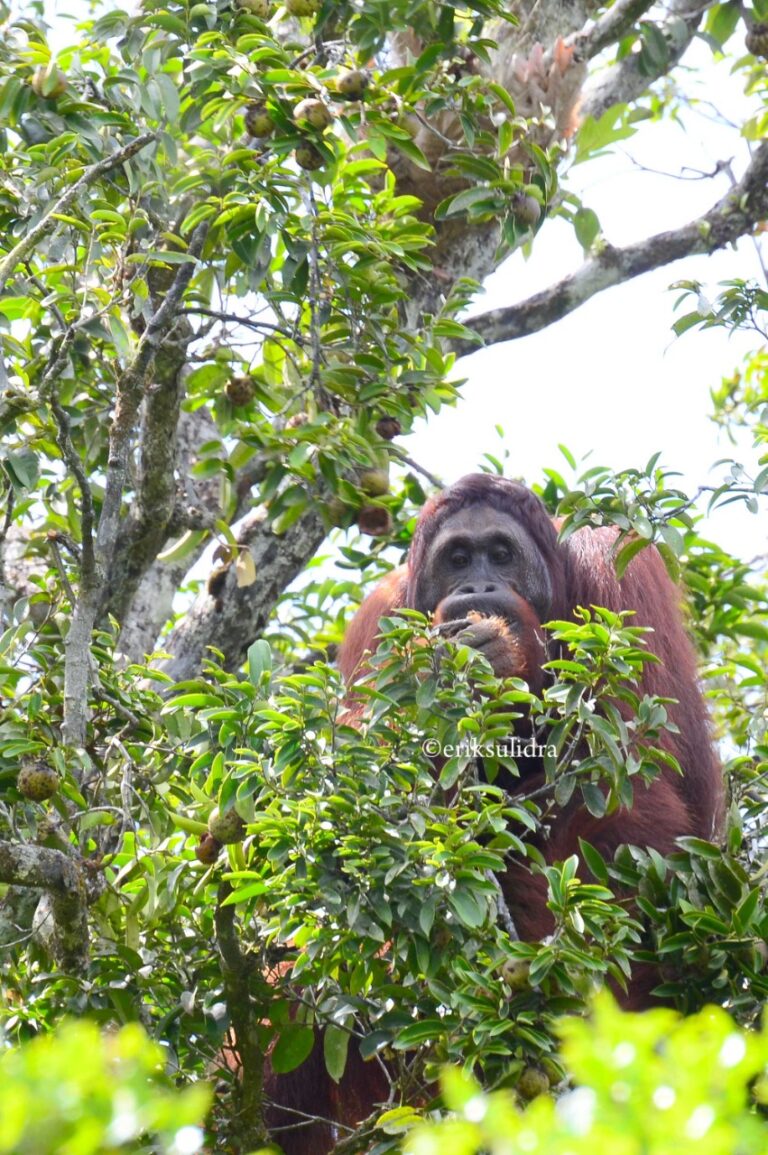 PENTINGNYA KEBERADAAN ORANGUTAN  UNTUK REGENARASI HUTAN