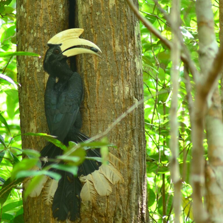 Sekilas tentang Burung Rangkong