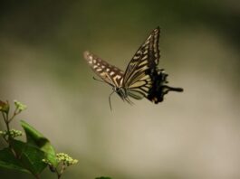 Kupu-kupu terbang. Foto dok. Kumparan.com