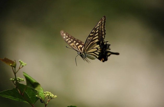 Kupu-kupu terbang. Foto dok. Kumparan.com