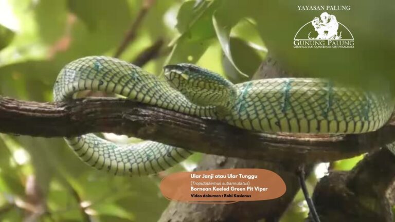 Berjumpa Ular Janji (Ular Tunggu) di Hutan