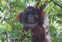 Orangutan. Foto : ISTIMEWA/Simon Tampubolon-YP