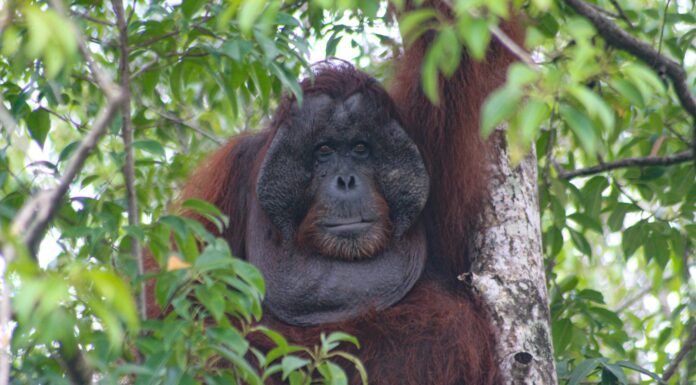 Orangutan. Foto : ISTIMEWA/Simon Tampubolon-YP