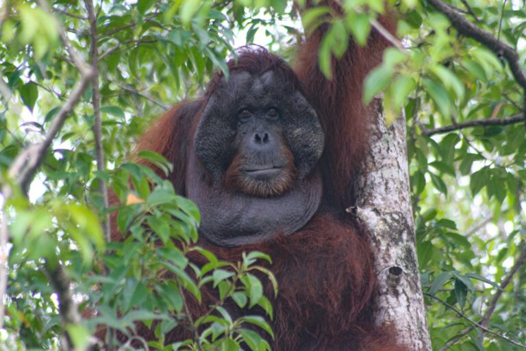 Orangutan. Foto : ISTIMEWA/Simon Tampubolon-YP