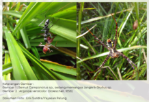 Keterangan Gambar : Gambar 1 : Semut Camponotus sp., sedang memangsa Jangkrik Gryllus sp. Gambar 2 : Argyope versicolor (Doleschall, 1858) Dokumen Foto : Erik Sulidra/Yayasan Palung