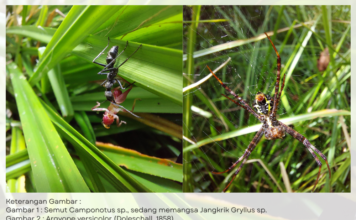 Keterangan Gambar : Gambar 1 : Semut Camponotus sp., sedang memangsa Jangkrik Gryllus sp. Gambar 2 : Argyope versicolor (Doleschall, 1858) Dokumen Foto : Erik Sulidra/Yayasan Palung