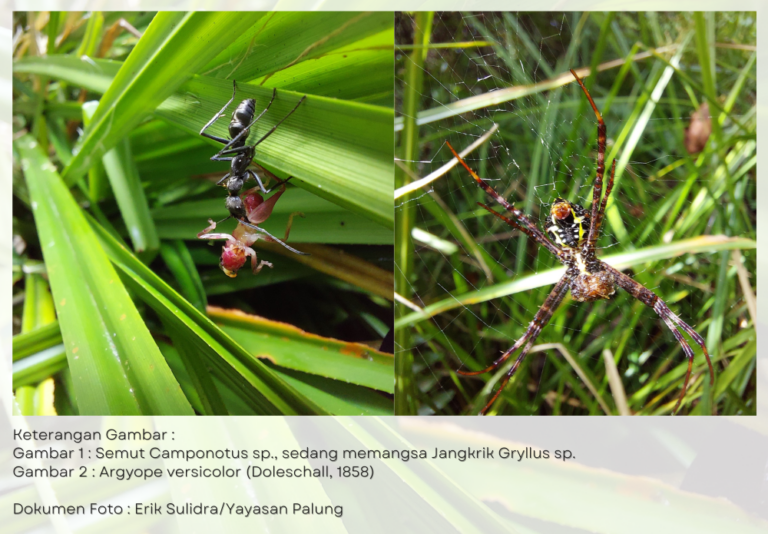 Keterangan Gambar : Gambar 1 : Semut Camponotus sp., sedang memangsa Jangkrik Gryllus sp. Gambar 2 : Argyope versicolor (Doleschall, 1858) Dokumen Foto : Erik Sulidra/Yayasan Palung