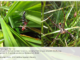 Keterangan Gambar : Gambar 1 : Semut Camponotus sp., sedang memangsa Jangkrik Gryllus sp. Gambar 2 : Argyope versicolor (Doleschall, 1858) Dokumen Foto : Erik Sulidra/Yayasan Palung