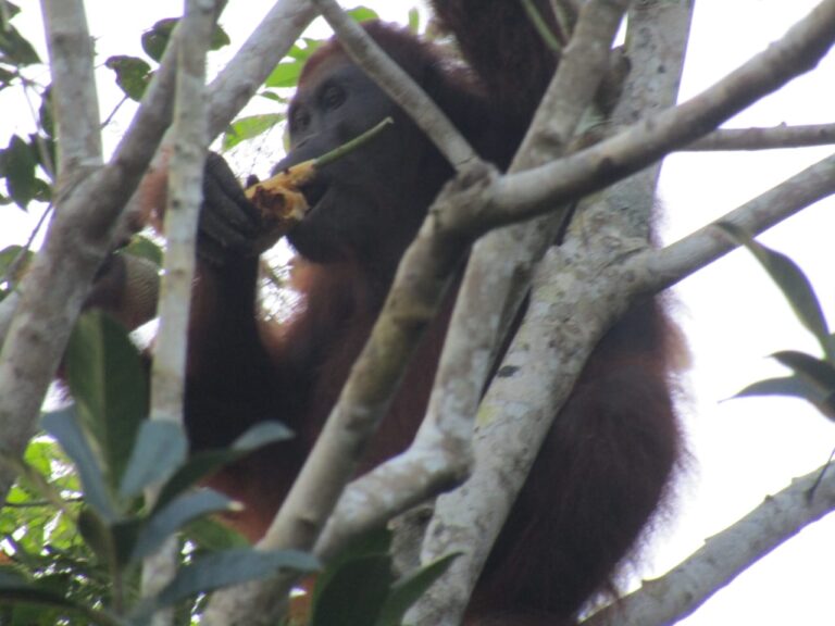 Orangutan Masuk ke Kawasan Perkebunan Milik Masyarakat di Desa Padu Banjar