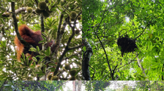 Berjumpa Orangutan Saat Fieldtrip di Lubuk Baji. Foto : Simon Tampubolon/Yayasan Palung
