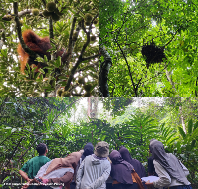 Berjumpa Orangutan Saat Fieldtrip di Lubuk Baji. Foto : Simon Tampubolon/Yayasan Palung