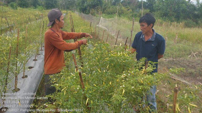 Kelompok Tani Dampingan Berhasil Panen Sayur dan Cabai hingga Hasilkan Jutaan Rupiah. Foto : Istimewa/ SL-YP