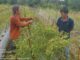 Kelompok Tani Dampingan Berhasil Panen Sayur dan Cabai hingga Hasilkan Jutaan Rupiah. Foto : Istimewa/ SL-YP