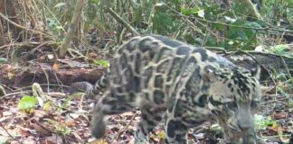 Capture dari video, Macan dahan yang terekam kamera tangkap. (Foto dok. Tim HD YP)